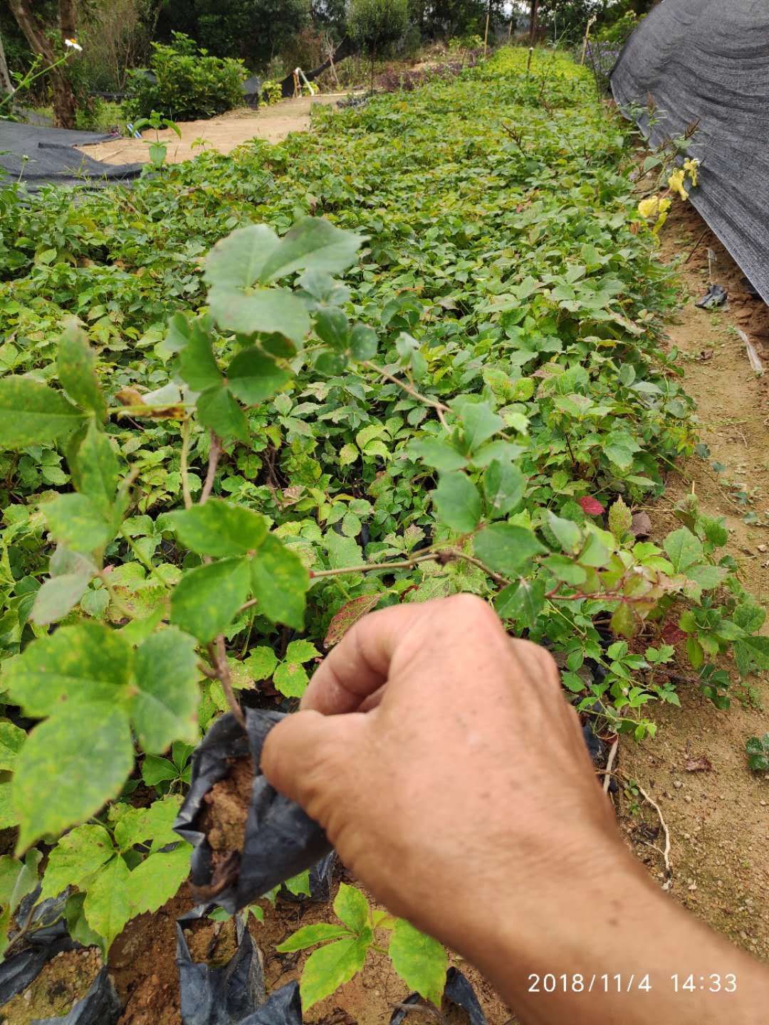 福建爬山虎 爬墙虎 苗木藤本绿化苗木批发