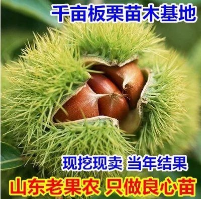 平邑县大红袍板栗苗 嫁接苗 0.5~1米