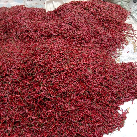 漯河天宇干辣椒