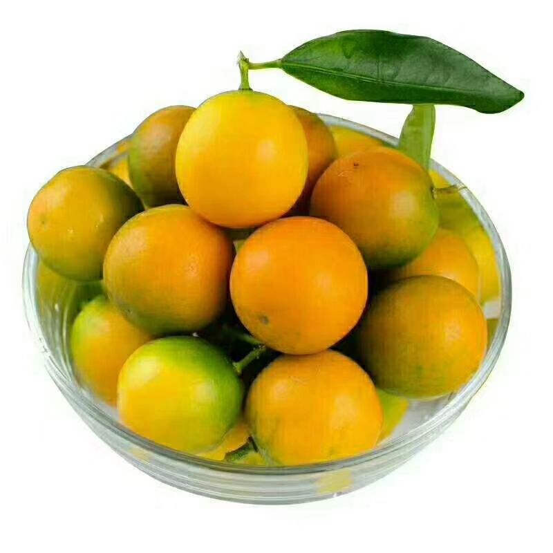 一级7-8cm桂林金桔