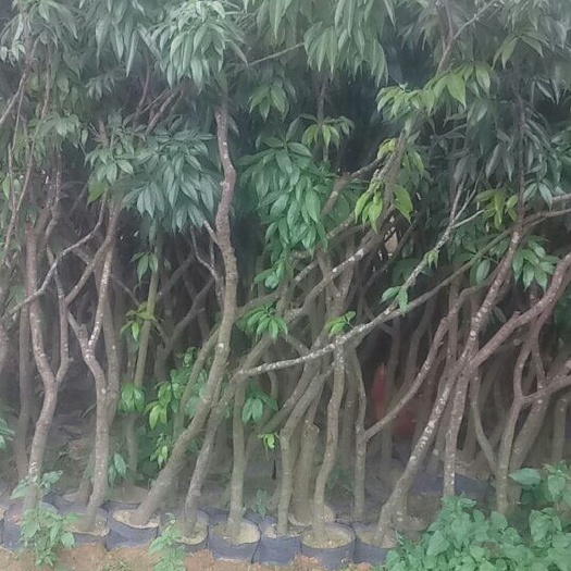 灵山县黑叶荔枝苗 占地荔枝苗