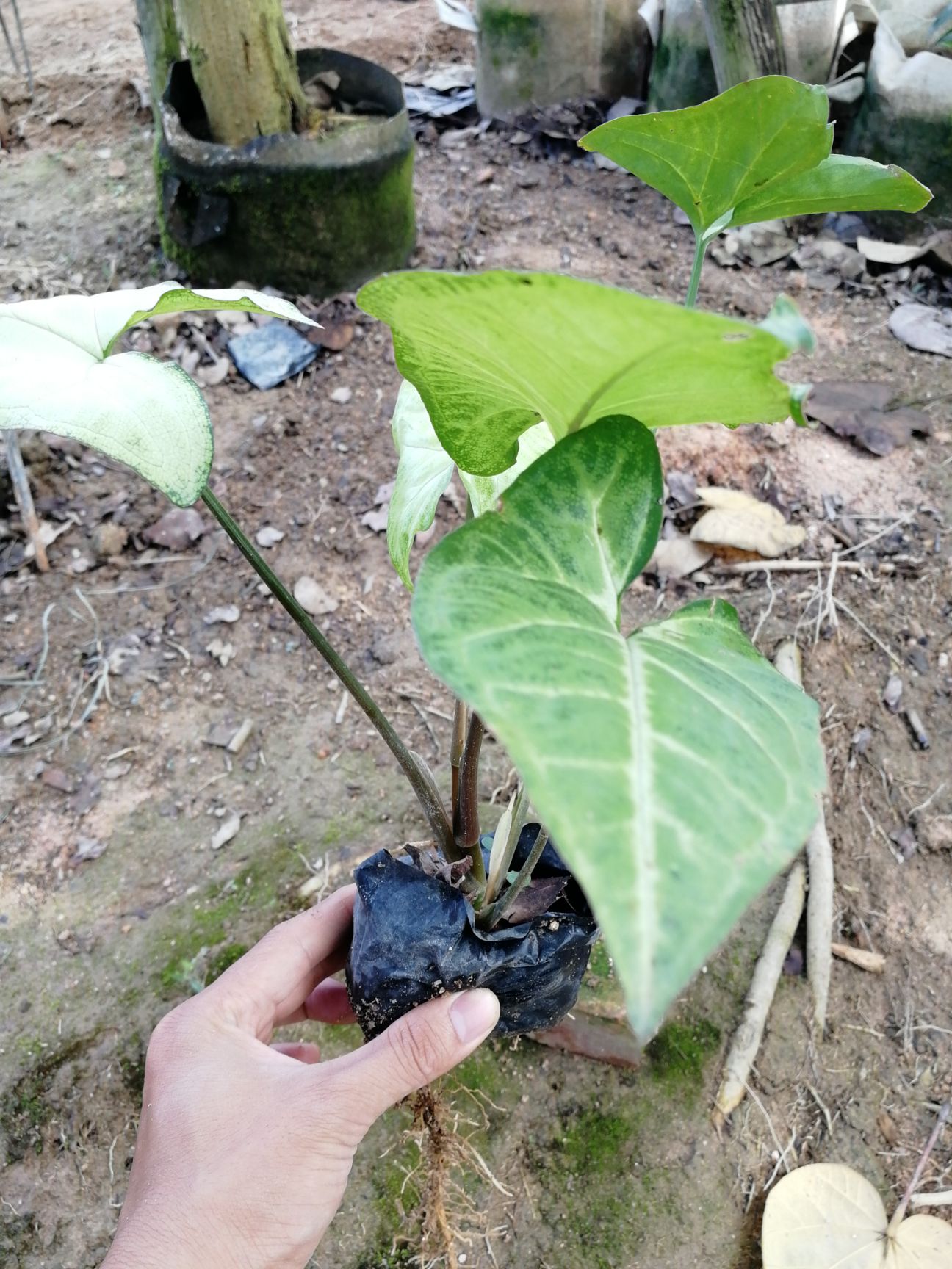 合果芋盆栽  合果芋 福建漳闽景园艺