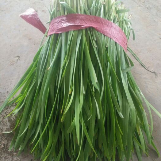 滑县 这个韭菜质量好，微辣，味道鲜美，欢迎客商前来收购。