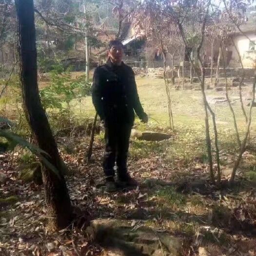 巴东县银杏实生苗