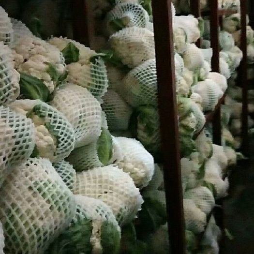 白花菜花  开封通许马建勇专业蔬菜代办