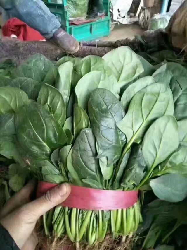 大叶菠菜 30~35cm