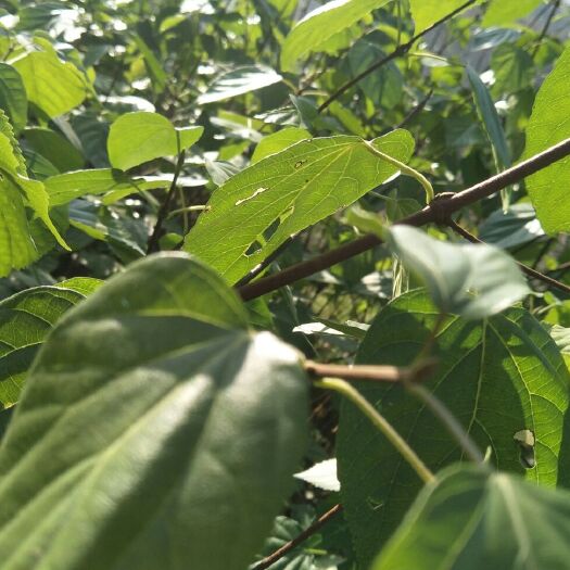 南江县豆腐柴苗
