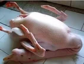 大三花鹅 6-8斤 统货 全散养 