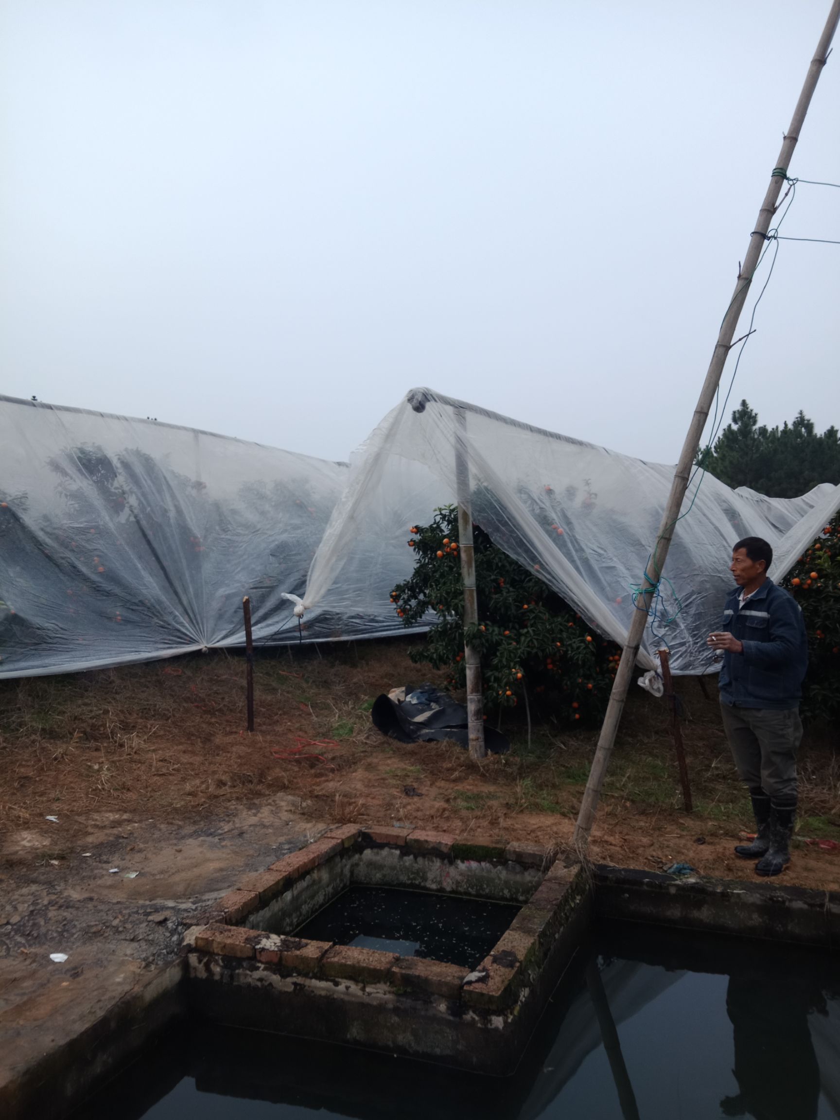 沙糖桔 5 - 5.5cm 1.5 - 2两 