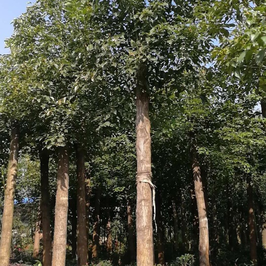 宜良县小叶樟 