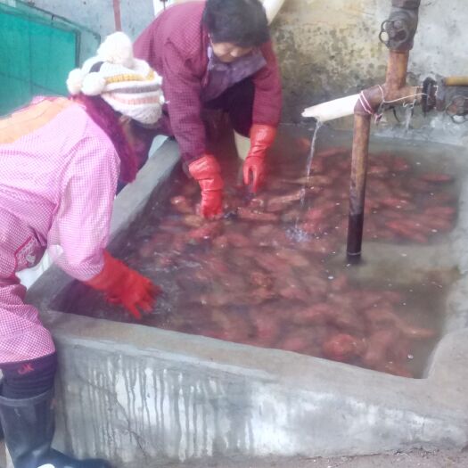 乳山市红薯干 1年 片状 散装