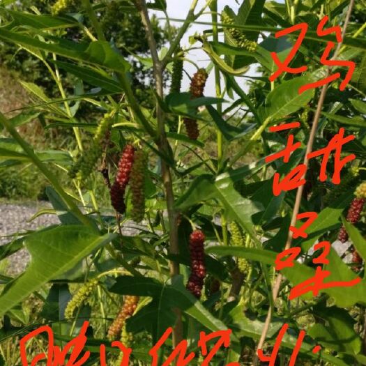 邵东市无籽大十果桑苗