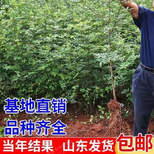 平邑县大红袍花椒苗