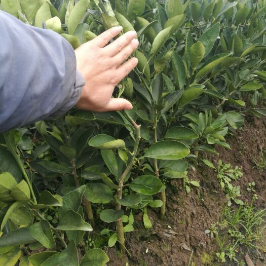 阳朔县卡拉卡拉红肉脐橙苗 嫁接苗 0.5~1米