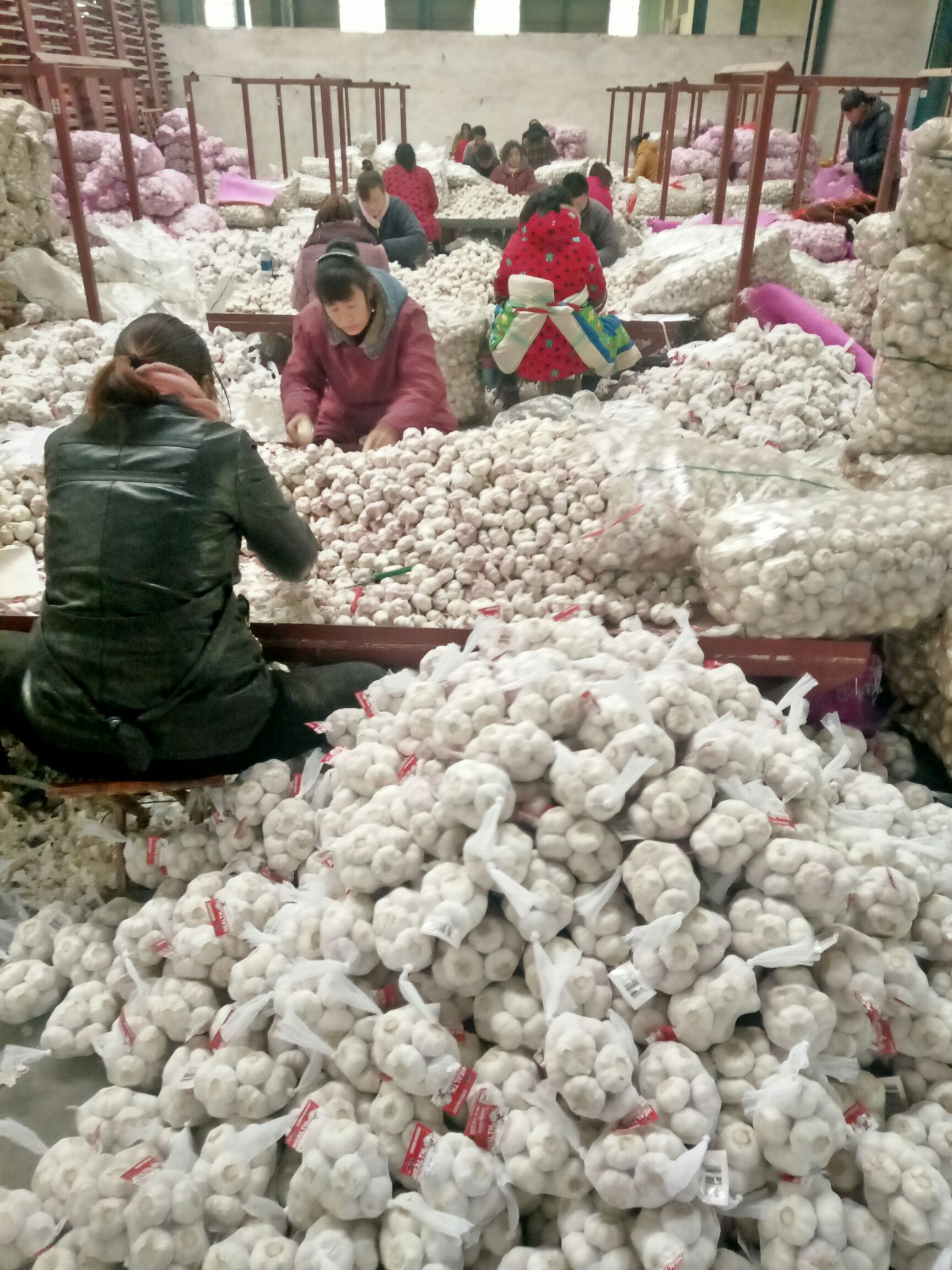 红皮蒜  金乡大蒜、红皮大蒜，48小时发货常年供应。