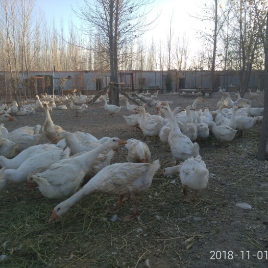 嘉峪关市大白鹅 8-10斤 统货 半圈养半散养