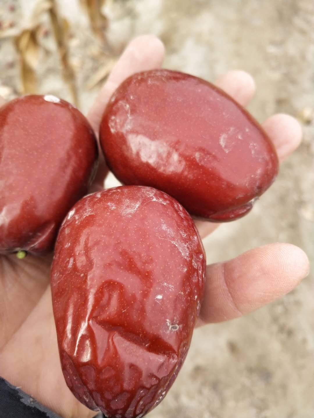 枣夹核桃 6-12个月 