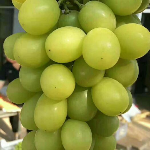 平邑县阳光玫瑰葡萄苗