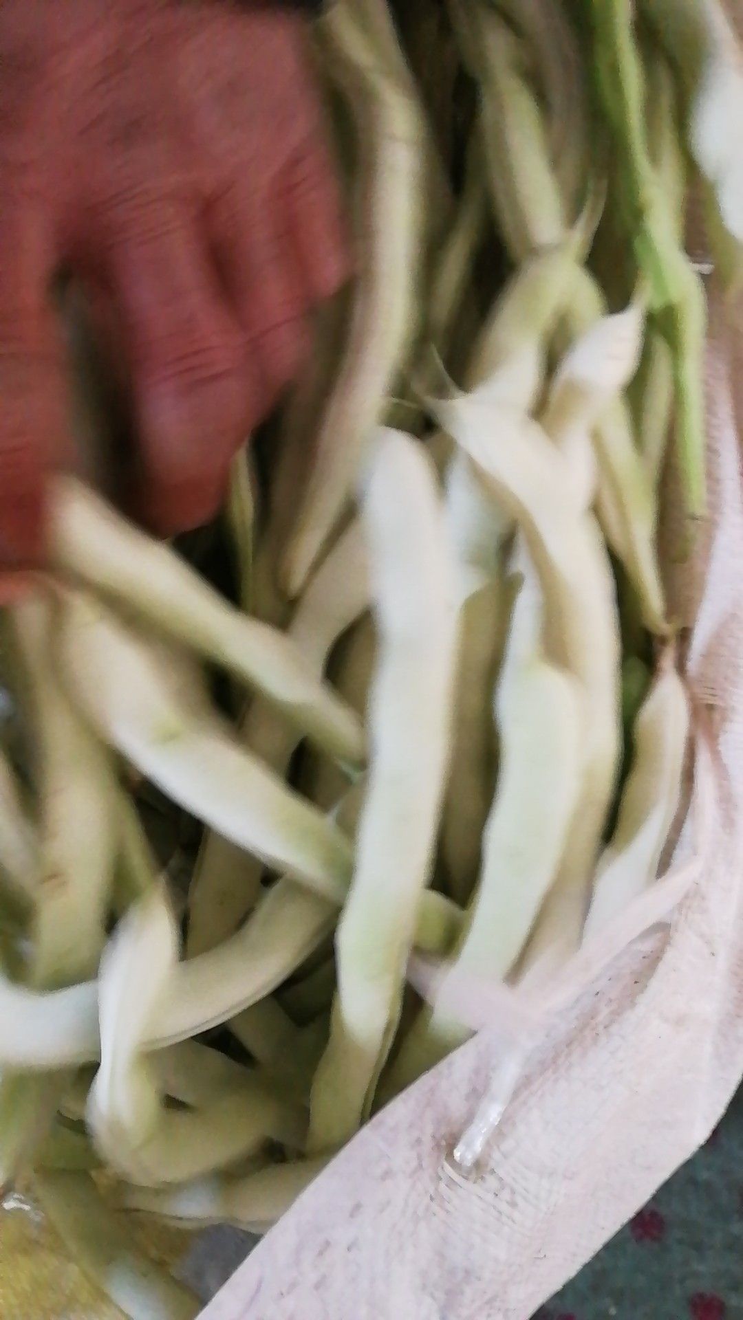 白玉豆  白豆角，白大架大连白