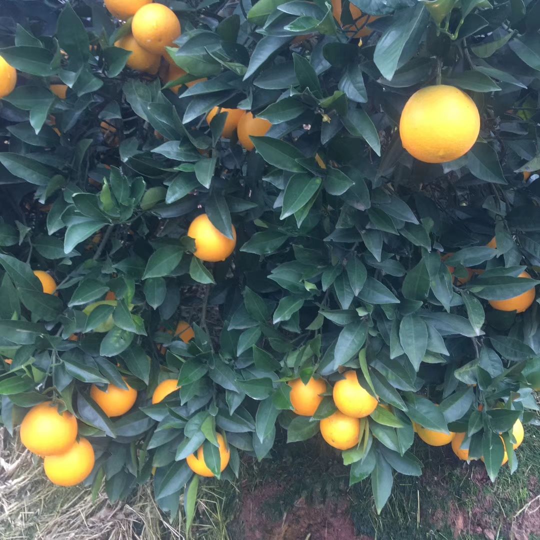  冰糖橙大量上市了需要的敢紧订购
