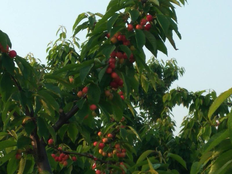 美早樱桃 15-20mm 8-12g