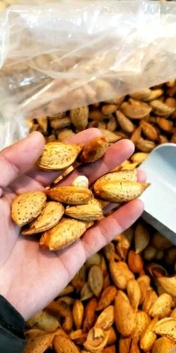 大邑县巴旦木 1年 带壳