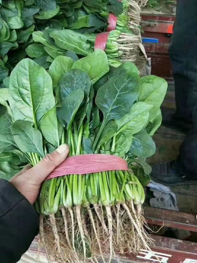 大叶菠菜 30~35cm
