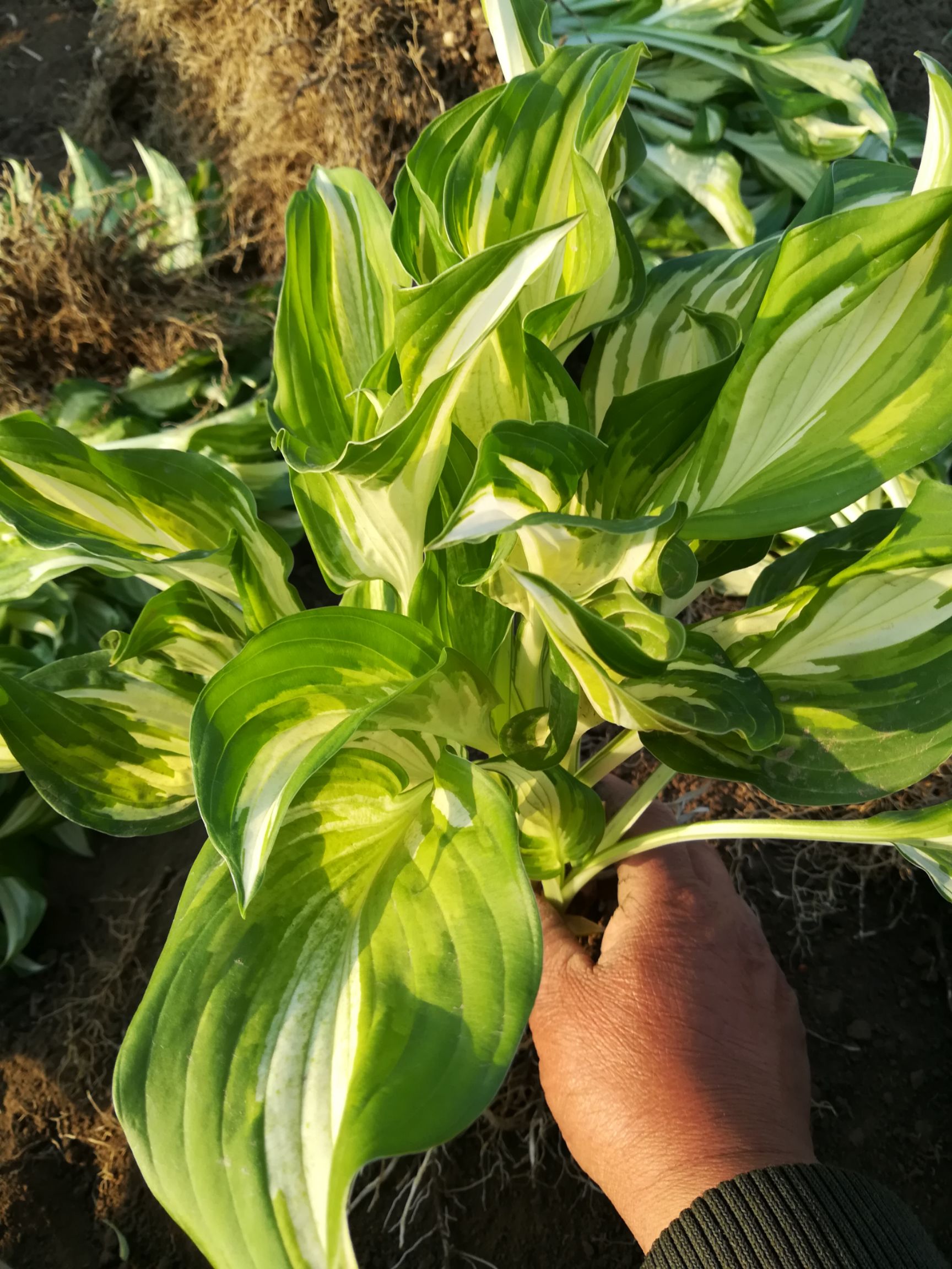 玉簪花，耐寒多年生宿根花卉