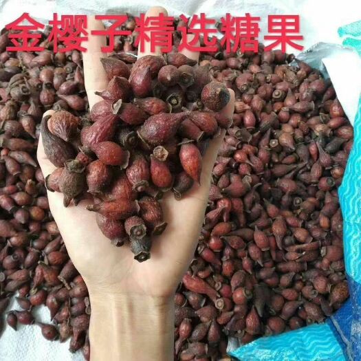 金樱子  糖果 新鲜金樱子