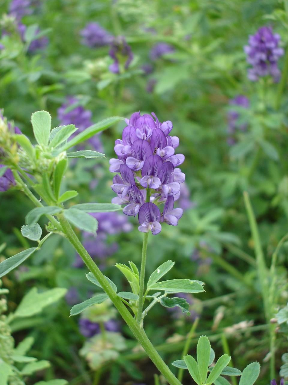 济南紫花苜蓿种子价格 多年生牧草种子品种
