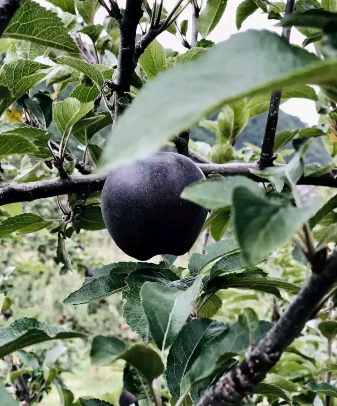 黑钻苹果树苗 基地直销 包品种 包成活 甜度高 卖相好