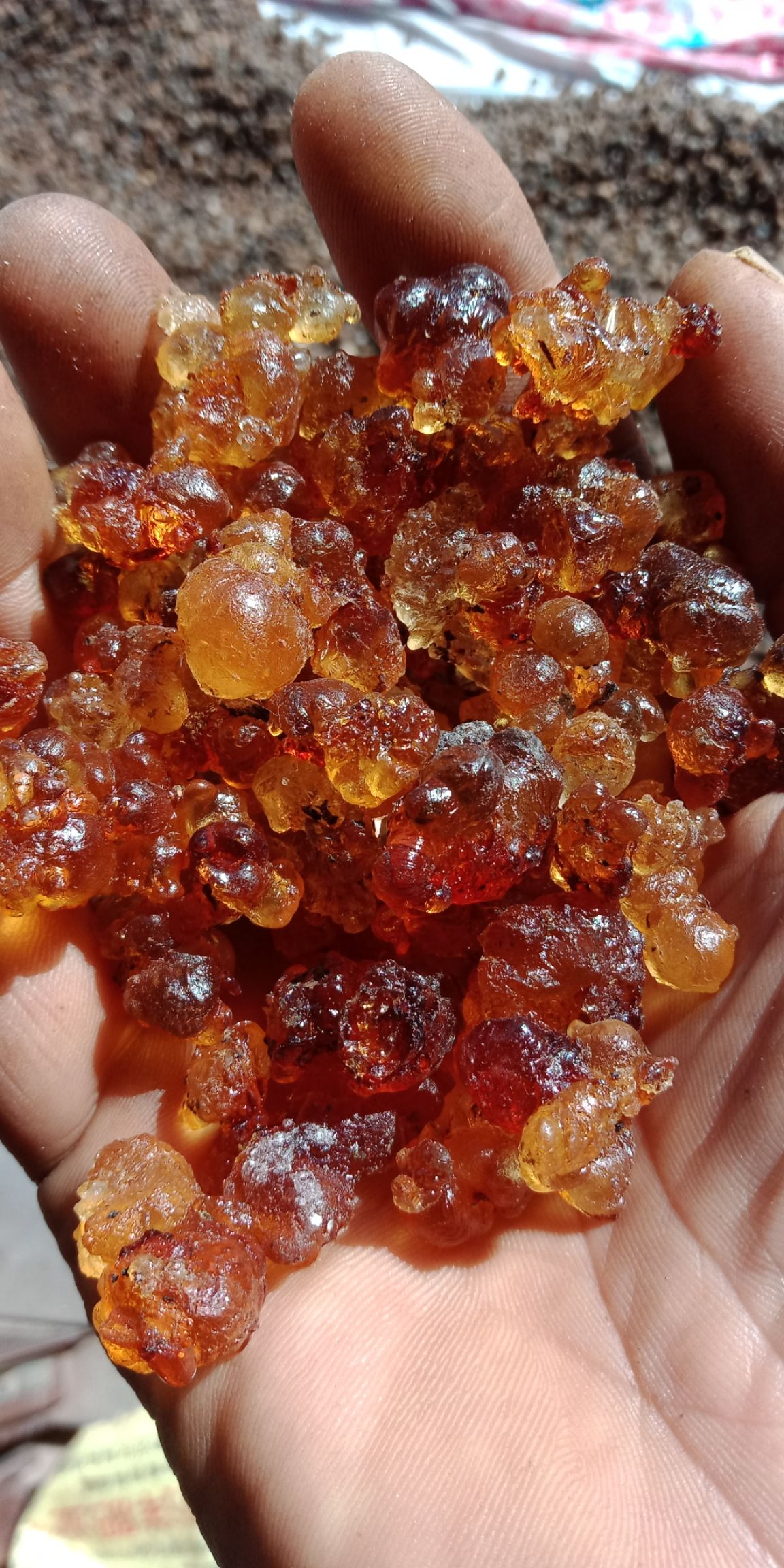 野生桃胶 24个月以上