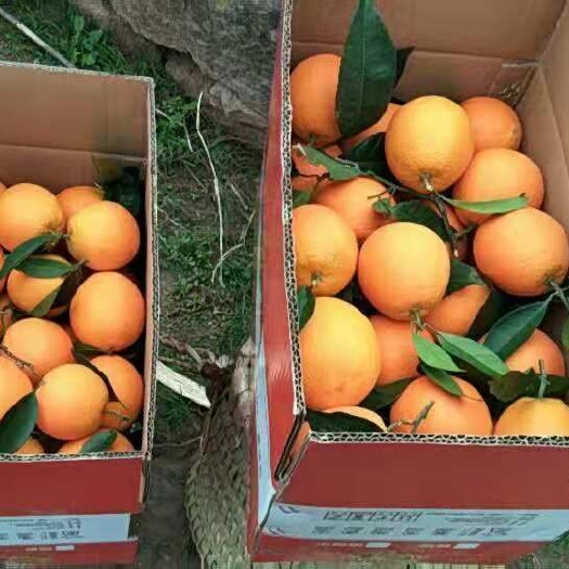 郑州纽荷尔脐橙 75 - 80mm 8两以上