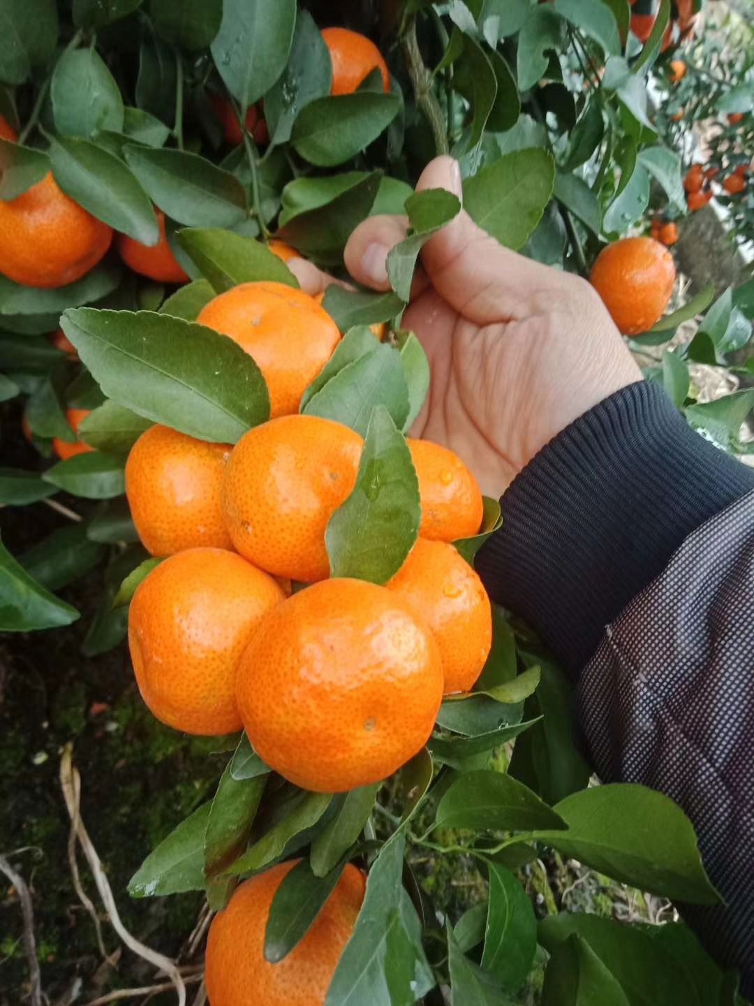 沙糖桔 3.5 - 4cm 1两以下 
