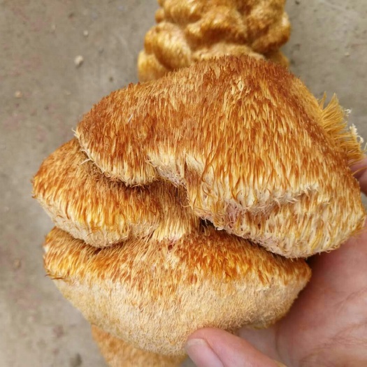 海林市东北猴头蘑 12cm 干猴头菇 2%~4% 