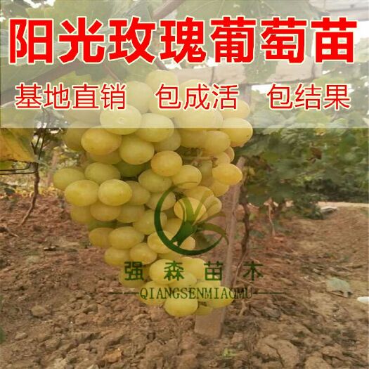 平邑县阳光玫瑰葡萄苗