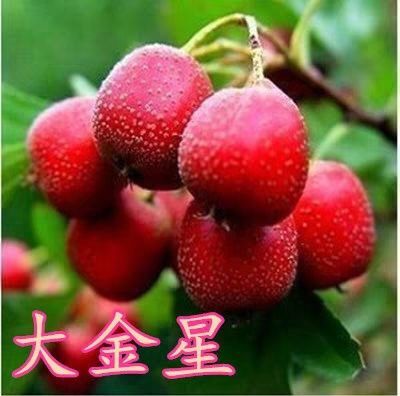 平邑县大金星山楂树