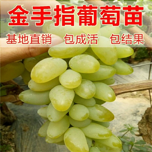 平邑县金手指葡萄苗