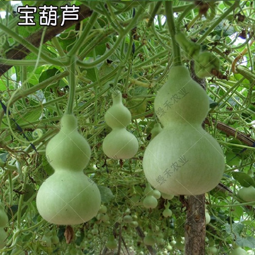 曹县亚腰葫芦种子  宝葫芦种子 亚葫芦籽 小葫芦大观赏葫芦