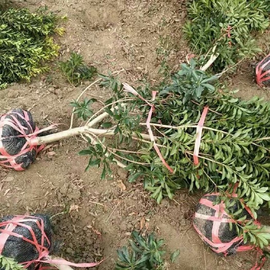 邵东市杨梅树 东魁苗 东魁杨梅苗