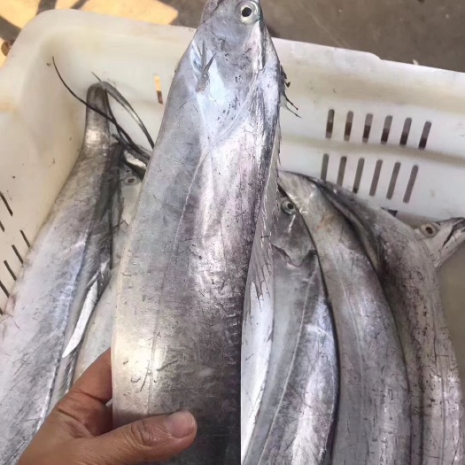 靖江市东海带鱼