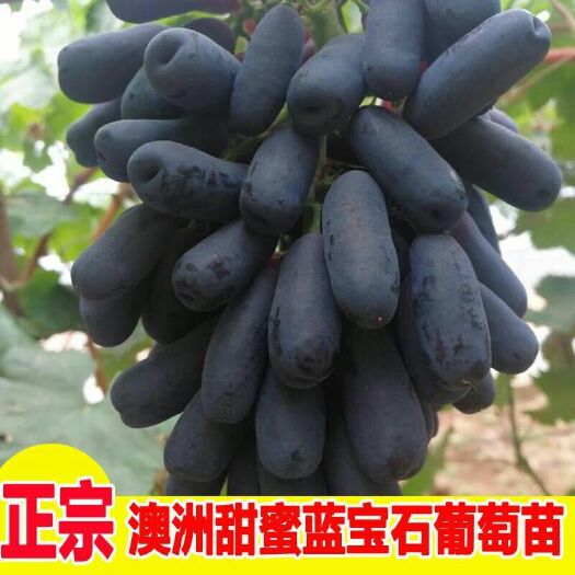 平邑县 甜蜜蓝宝石葡萄苗基地直供现挖现发，包成活包结果可签订合同