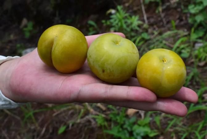 蜂糖李树苗  蜂糖李  李子苗