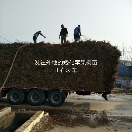 临沂m26矮化砧苹果苗 2.0~2.5米