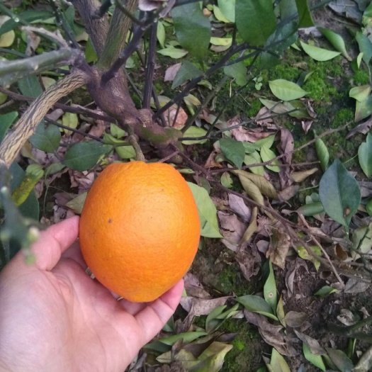 益阳赣南脐橙苗纽荷尔橙子树柑橘苗嫁接橘子果树果苗带土种植当年结果