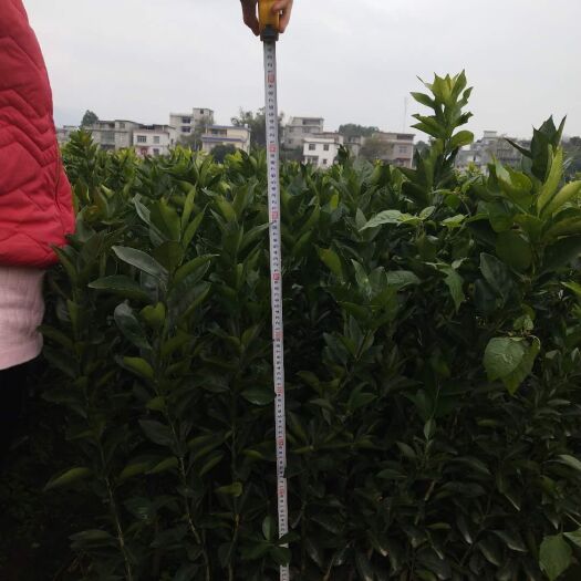富川县纽荷尔脐橙苗 嫁接苗 0.5~1米