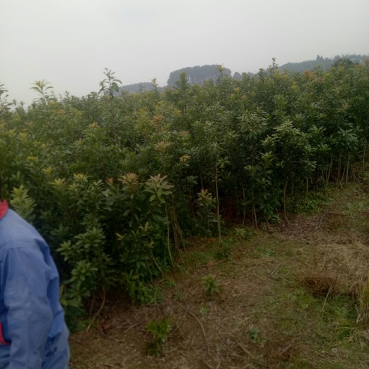 靖州县荸荠杨梅种苗