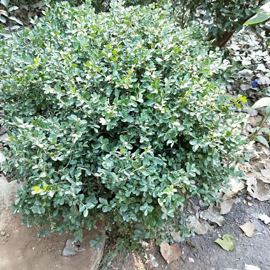 沭阳县黄杨瓜子球
