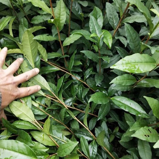 三江县绿茶树苗  0.5米以下 嫁接苗 福云六号茶苗