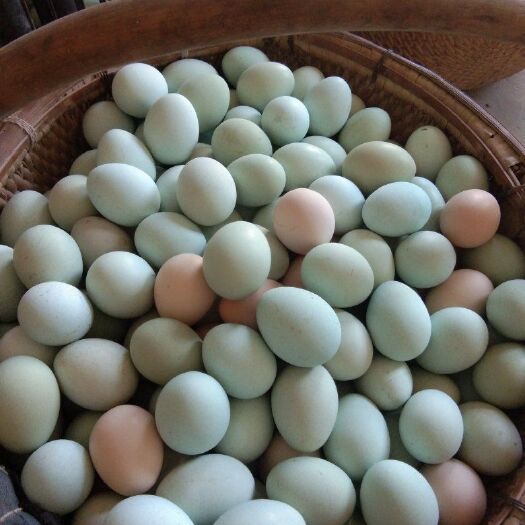 綠殼雞蛋 食用 箱裝
